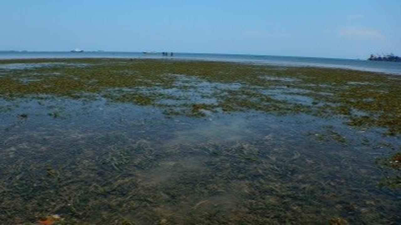 Mengenal Padang Lamun, Vegetasi Penjaga Ekosistem dari Erosi di Pesisir Pantai