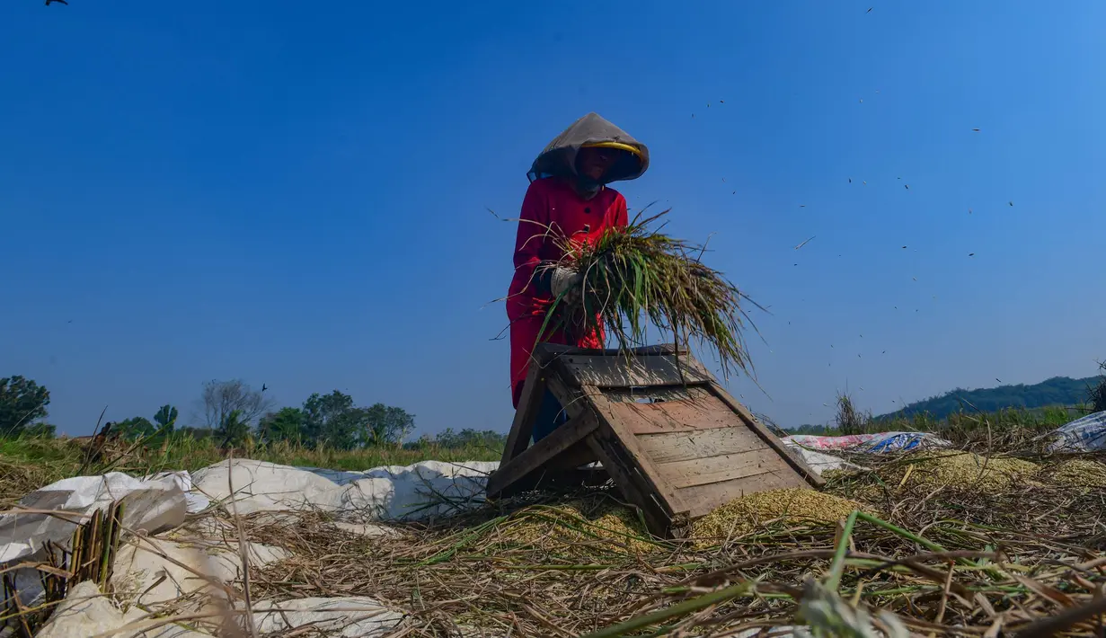 Petani memanen padi di lahan yang mengalami gagal panen di Desa Weninggalih, Kecamatan Jonggol, Kabupaten Bogor, Minggu (5/7/2026). (Merdeka.com/ Arie Basuki)