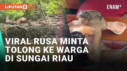 VIDEO: Viral Rusa Minta Tolong ke Warga yang Melintas di Sungai Inhil Riau