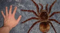 Ilustrasi The Huntsman Spider (Wikipedia)