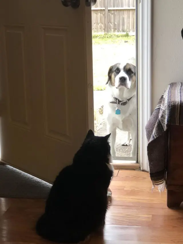 kucing vs anjing