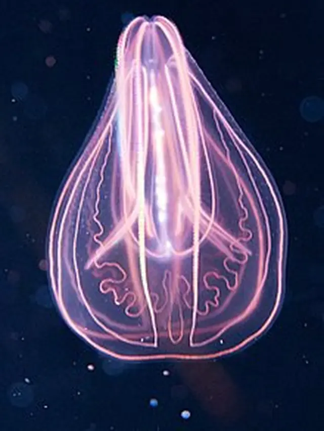 Comb Jelly, Spesies yang Hidup Selama 500 Juta Tahun