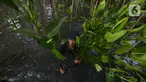 Pekerja menanam bibit bakau jenis Rhizophora di Kawasan Hutan Lindung  Angke, Jakarta Utara, Sabtu (31/10/2020). Pemprov DKI melakukan penanaman sebanyak 160 ribu bibit bakau yang ditanam sebagai upaya perlindungan dan konservasi kawasan pesisir Jakarta. (merdeka.com/Imam Buhori)