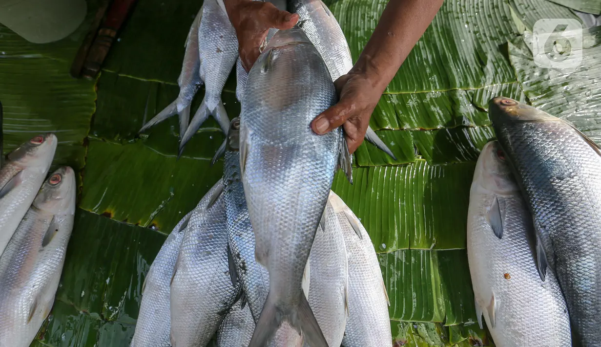 Pedagang menunjukkan ikan bandeng dari air tambak di kawasan Rawa Belong, Jakarta, Rabu (10/2/2021). Menjelang perayaan Imlek atau Tahun Baru China, ikan bandeng yang mencapai berat 1 - 5 kilogram dijual dengan harga Rp 60 ribu hingga 100 ribu per kilogram. (Liputan6.com/Fery Pradolo)
