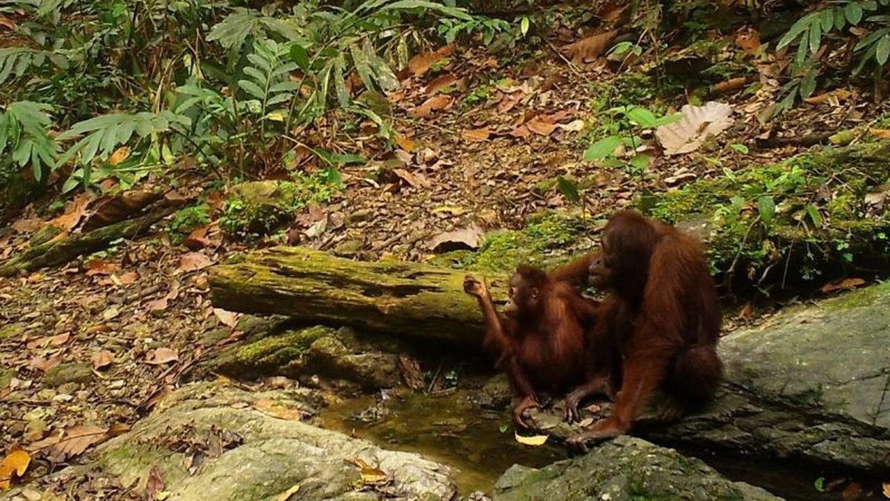 Kolaborasi Konservasi Orangutan Jepang-Indonesia: Upaya Penyelamatan Spesies Langka