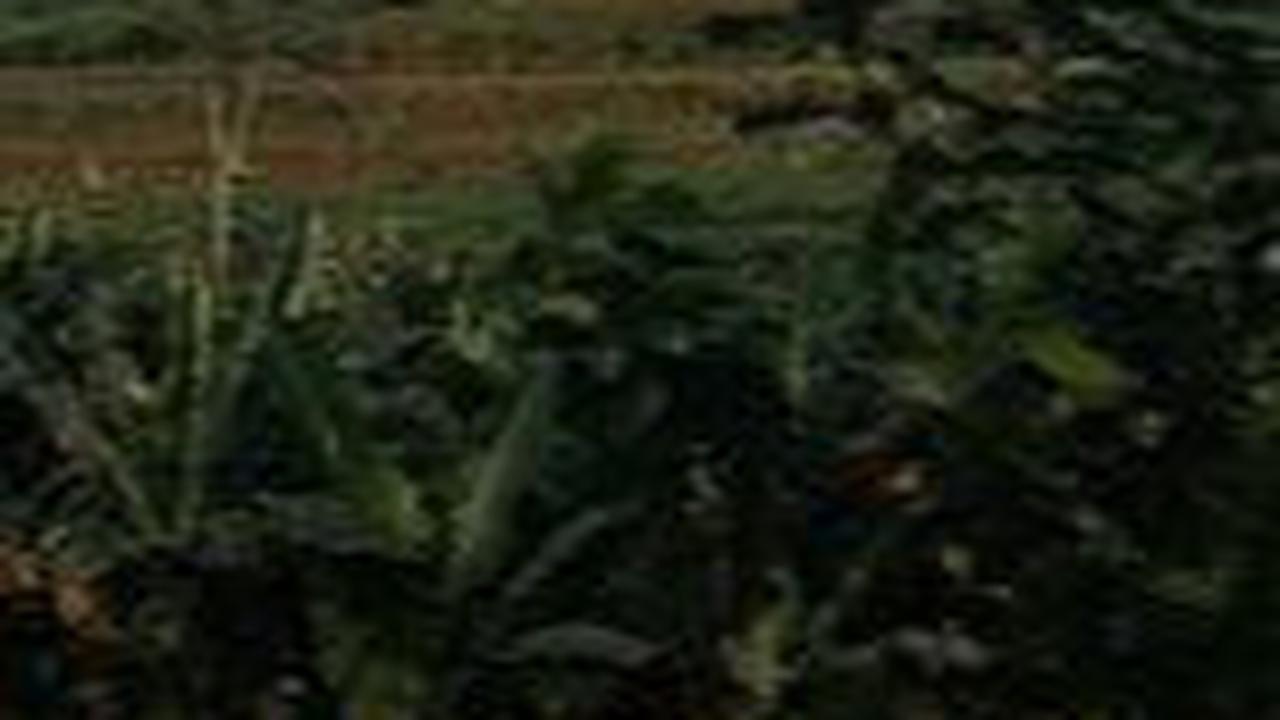 6. Gunung Salak