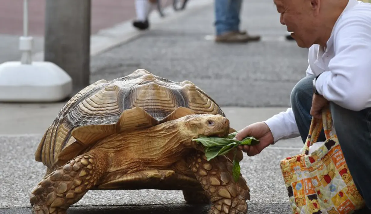 Bon-chan, nama kura-kura tersebut suka sekali makan buah dan sayuran dan sering diberi wortel dan kubis oleh tetangga yang melihat saat binatang itu tengah berjalan dengan pemiliknya. (AFP Photo/Kazuhiro Nogi)