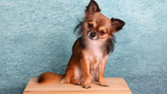 Chihuahua