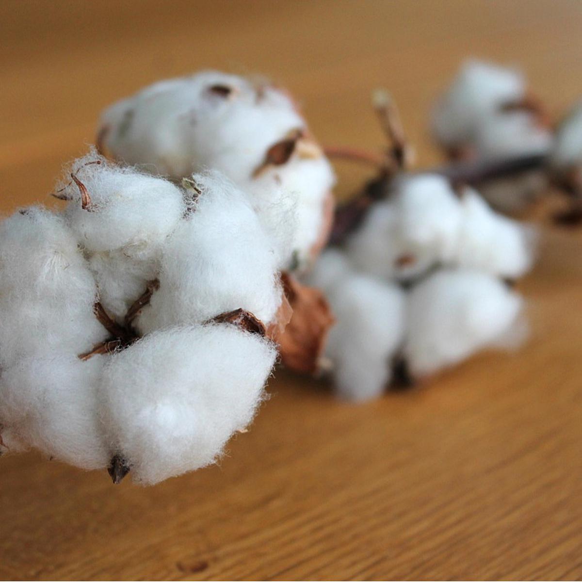 Ilustrasi Cotton Flower