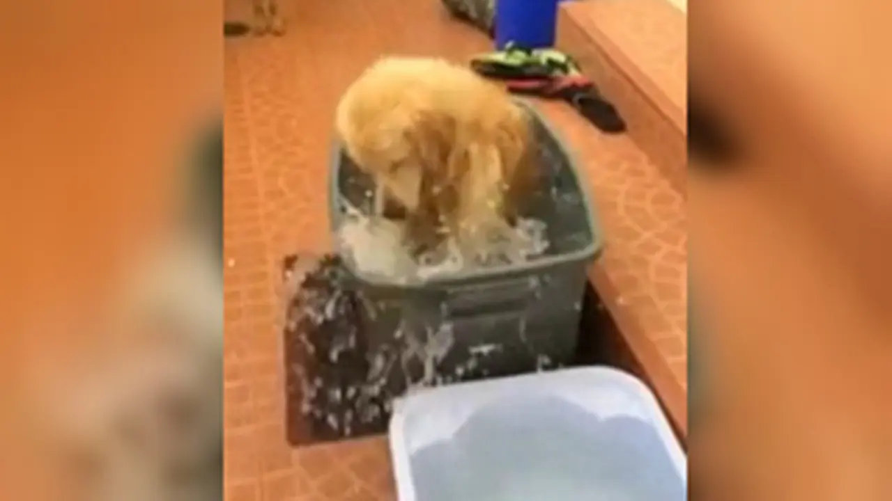 Aksi Menggemaskan Anjing Golden Retriever Bermain Air