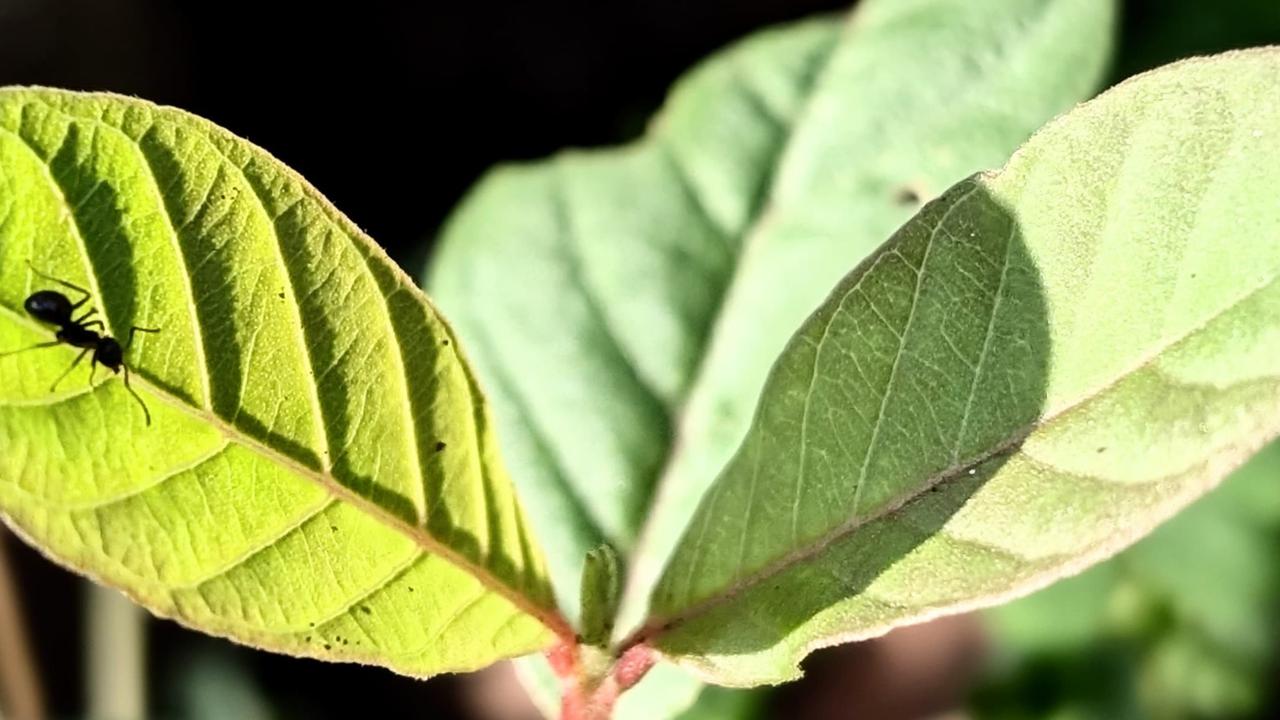 Teh Daun Jambu Biji Bisa Cegah Lonjakan Gula Darah pada Pasien Diabetes Tipe 2