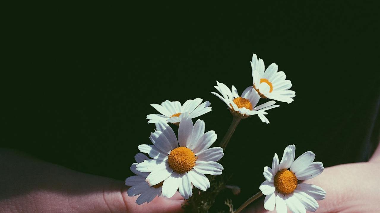 Ilustrasi Chamomile