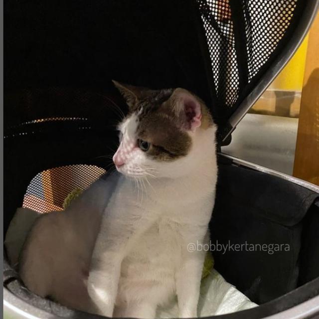 Penampakan Kamar Tidur Kucing Prabowo Subianto,, Bobby Kertanegara yang Dilengkapi AC Bikin Iri Warganet