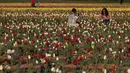 Pengunjung memetik bunga tulip di ladang tulip "Tulipani Italiani", yang ditanam oleh pasangan Belanda di Arese, Milan, Italia (15/4/2021). Lahan berisikan bunga tulip ini merupakan tempat penanaman pertama di Italia. Taman bunga tulip ini dibuka pada tanggal 28 Maret. (AP/Antonio Calanni)