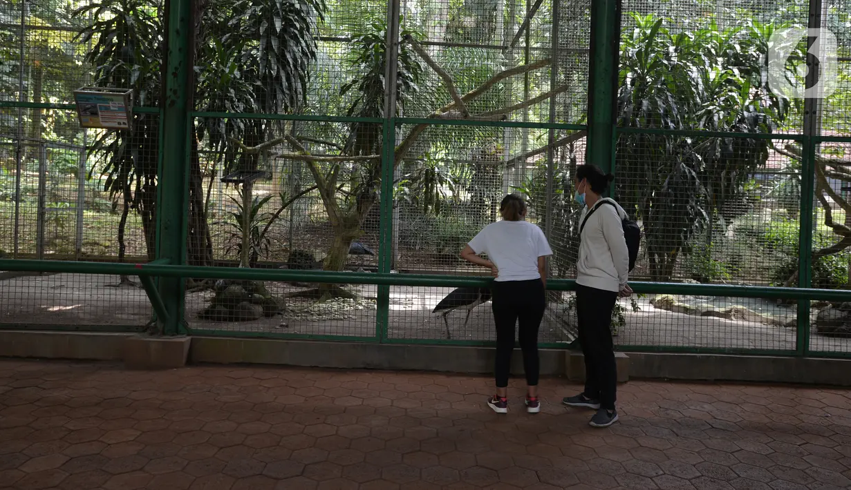 Pengunjung melihat bangau tongtong di Taman Marga Satwa Ragunan, Jakarta  Sabtu (13//3/2021). Pembukaan Taman Marga Satwa Ragunan dilakukan sesuai Keputusan Gubernur Nomor 213 Tahun 2021 tentang Perpanjangan PPKM. (merdeka.com/Imam Buhori)