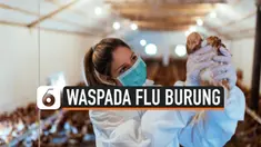 THUMBNAIL FLU BURUNG