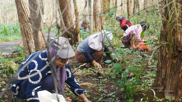 Warga mencari Ulat pohon jati