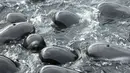 Paus pilot bersirip panjang, yang dapat tumbuh hingga 25 kaki (7,6 meter), dikenali dari warna hitam dan dahinya yang bulat. Mereka dapat ditemukan di perairan Belahan Bumi Selatan dan Samudra Atlantik Utara. (WA Department of Biodiversity, Conservation and Attractions / AFP)