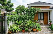 9 Cara Membuat Tanaman Rambat Cepat Rimbun, Pertumbuhannya Lebih Optimal