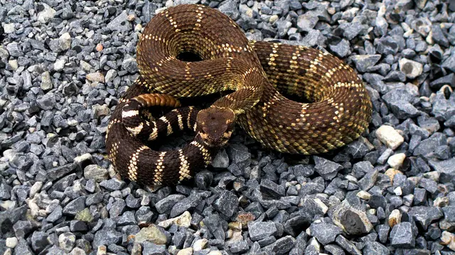 Rattle Snake