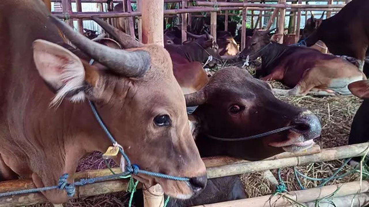 Menangis Sesenggukan, Ibu Tua ini Sedih Bukan Main Sapi yang Dipeliharanya Sejak Kecil Dibawa Pembeli 'Seng Pintar Yo Nak