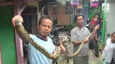 Warga menemukan seekor ular sanca berukuran besar di loteng sebuah rumah warga. Diduga ular ini sering memangsa hewan ternak.