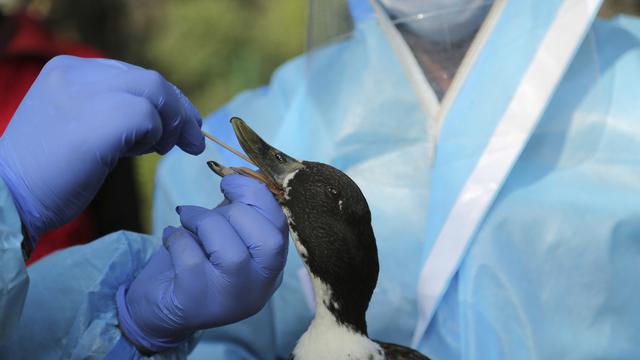 India Waspada Wabah Flu Burung