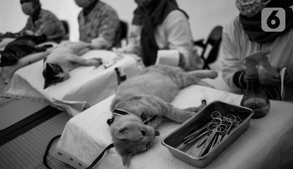 Petugas Bidang Peternakan Dinas Ketahanan Pangan dan Pertanian DKI Jakarta melakukan kastrasi atau kebiri terhadap kucing jantan lokal di Balai Kota DKI, Selasa (15/10/2019). Kegiatan memperingati Hari Rabies Dunia 2019 ini diharap bisa mengendalikan populasi kucing. (Liputan6.com/Faizal Fanani)