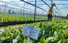 Tahukah Anda? Astra Agro Tingkatkan Produktivitas Sawit Hingga 8.000 Hektare Tanpa Perluasan Lahan