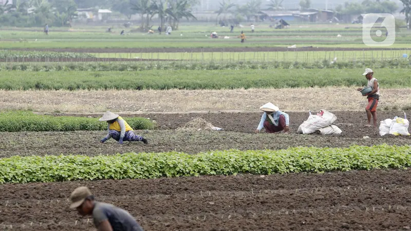 FOTO: Panen Sayuran di Masa Pandemi