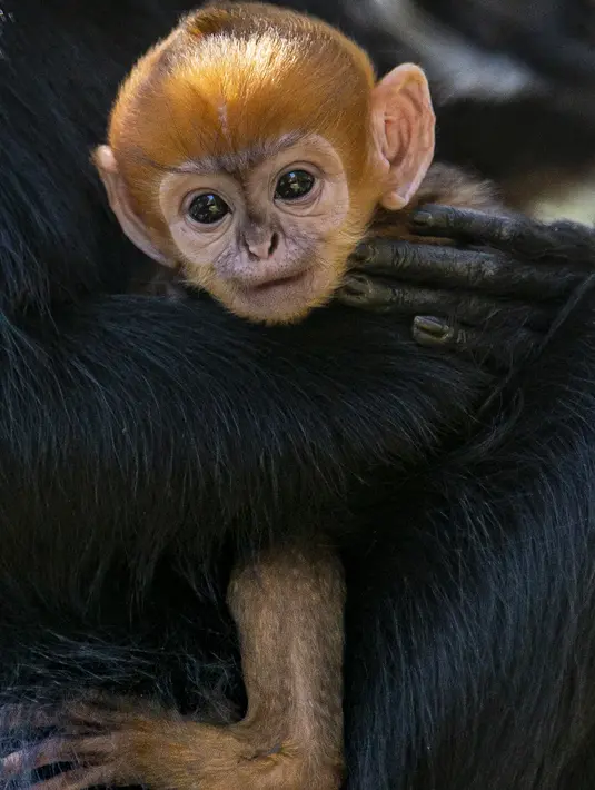 Gambar yang diambil pada 2 Oktober 2019 memperlihatkan monyet jantan jenis Francois Langur yang baru lahir berada di dekat induknya di Kebun Binatang Taronga, Sydney. Salah satu bayi monyet paling langka di dunia itu biasanya lahir dengan rambut oranye terang. (Rick Stevens/TARONGA ZOO/AFP)