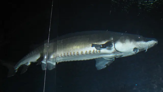 Ikan sturgeon China yang terancam punah (AFP)