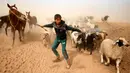 Seorang remaja Irak mengarahkan hewan peliharaannya saat mengungsi dari Mosul yang dikuasai ISIS, Irak, Selasa (1/11). Mereka berduyun-duyun membawa ratusan hewan ternaknya untuk diselamatkan ke tempat yang lebih aman. (REUTERS/Ahmed Jadallah)