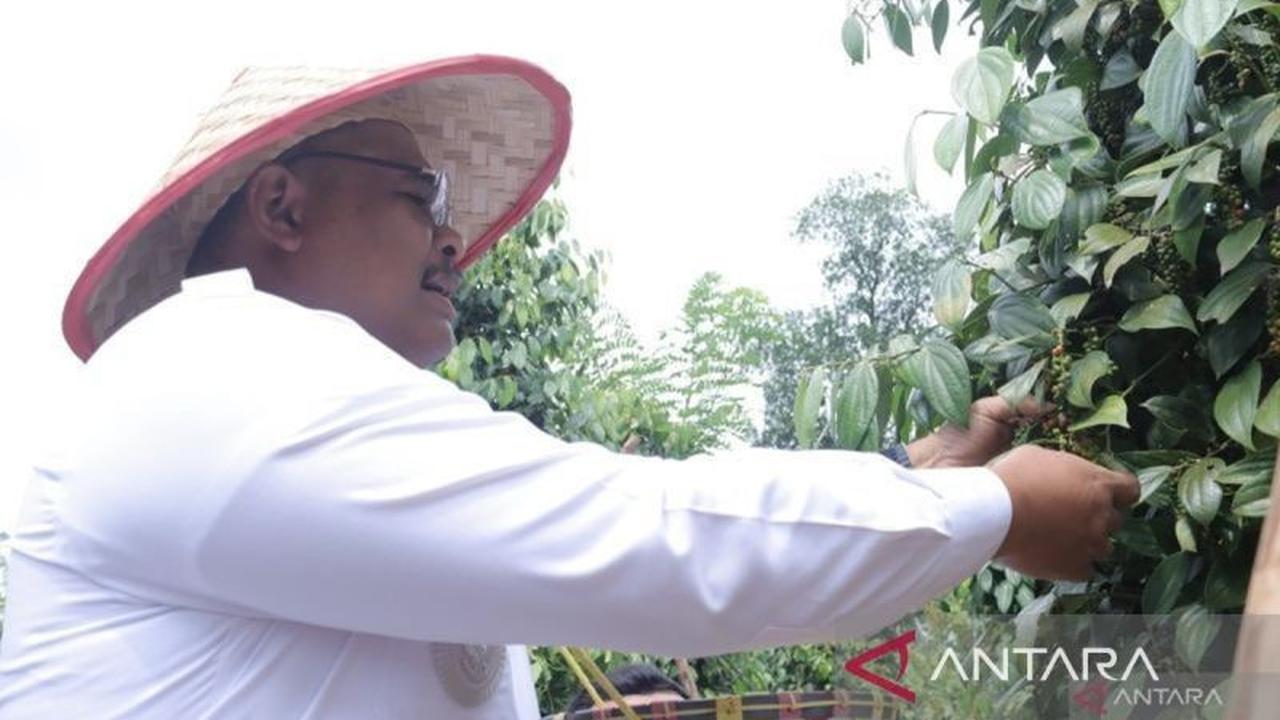 Pemprov Babel Genjot Produksi Lada, 195 Hektare Kebun Lada Petani Diremajakan