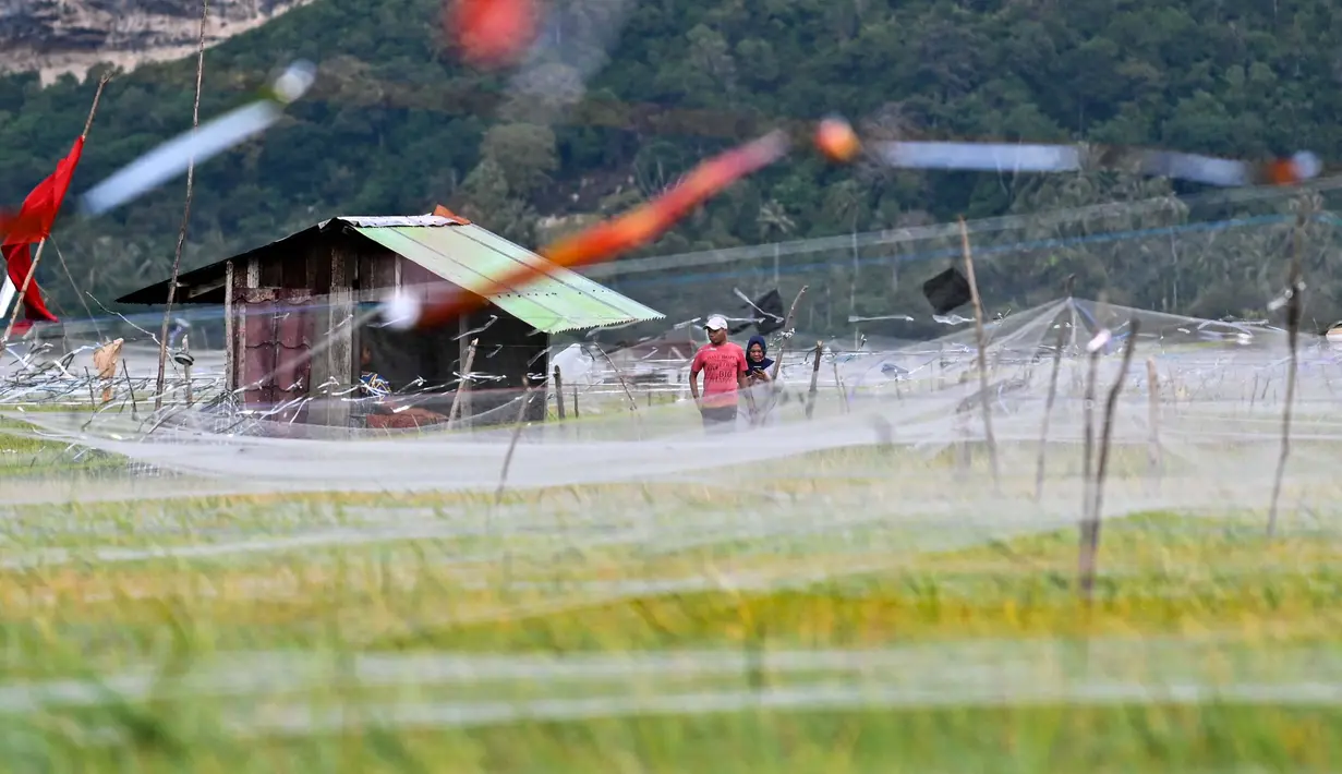 Pemasangan jaring juga untuk melindungi tanaman padi sehingga hasil panen tidak menurun. (CHAIDEER MAHYUDDIN/AFP)