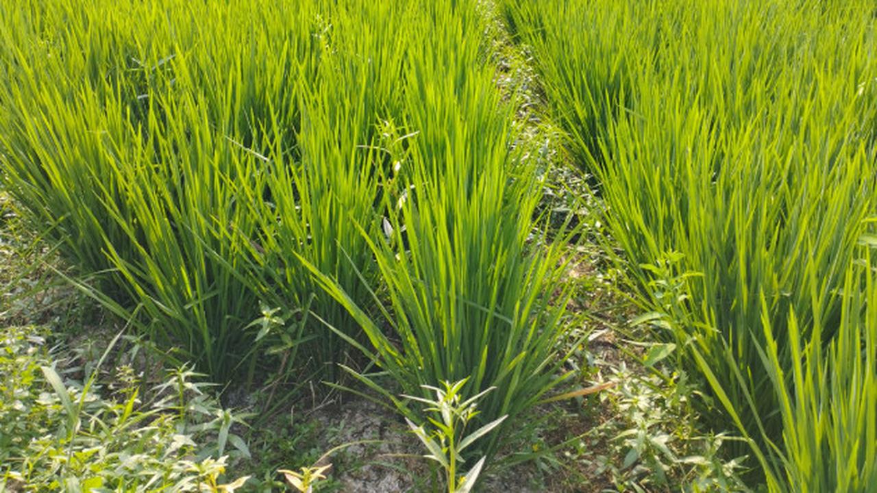 Ratusan Hektare Sawah di Karawang Mengering