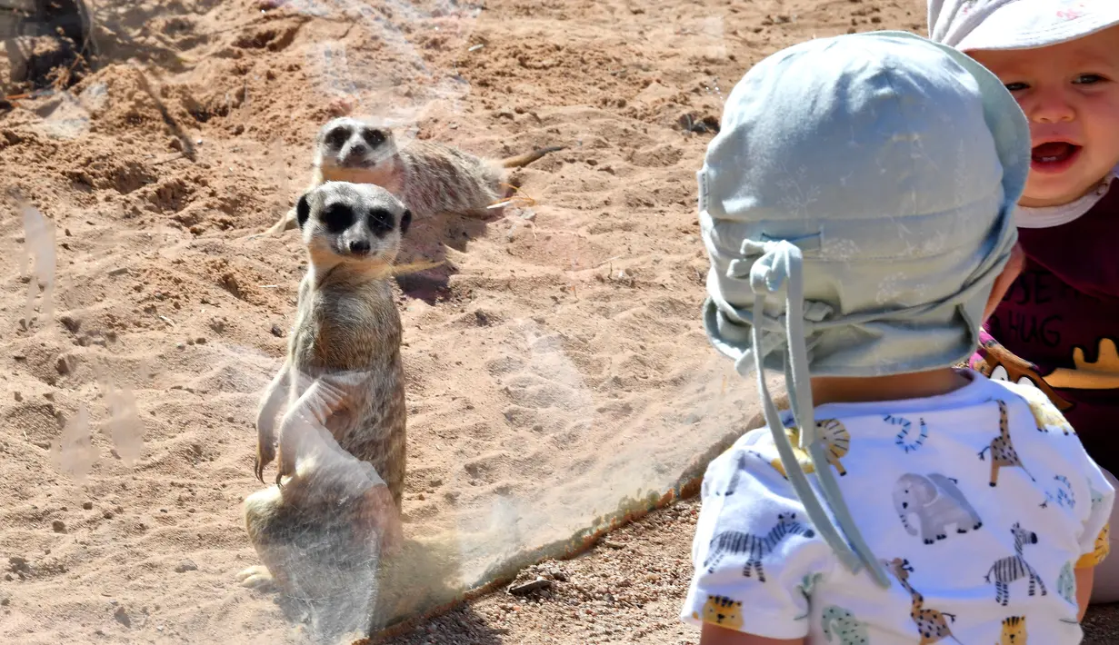 Anak-anak menonton meerkat di kandang mereka di Kebun Binatang Taronga di Sydney (18/10/2021). Kebun binatang Taronga membuka kembali pintunya bagi pengunjung yang divaksinasi setelah pencabutan pembatasan penguncian Sydney. (AFP/Saeed Khan)