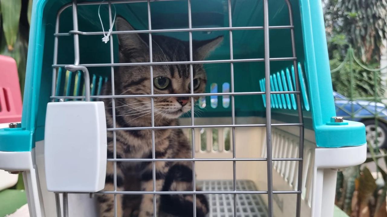 Potret Kucing-Kucing Uya Kuya yang Sudah Dikembalikan Oleh Sherina