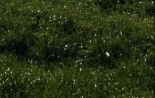 5 Rumput dengan Pertumbuhan Paling Cepat