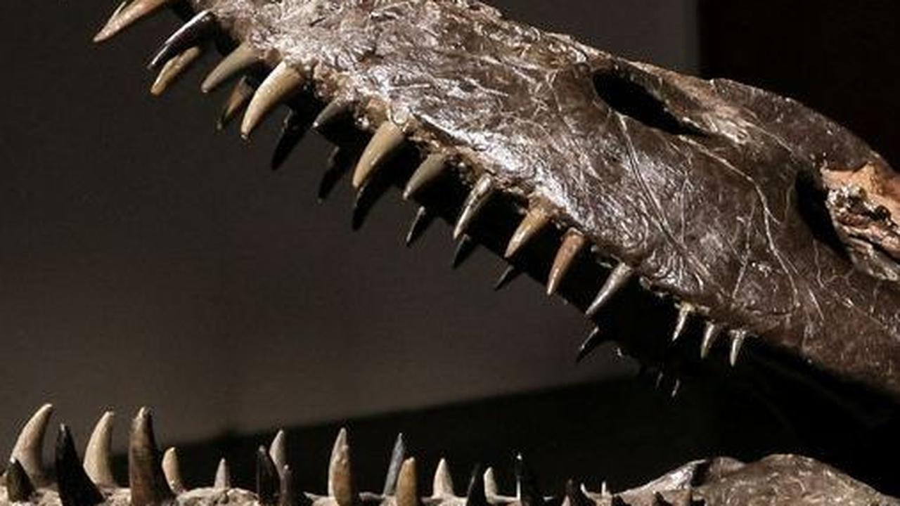 4. Persinggungan Cerita Rakyat dan Zoologi<br>
