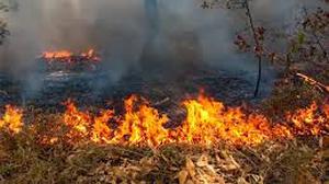 BNPB Rilis Imbauan Cegah Kebakaran Hutan, Ini Langkah untuk Warga