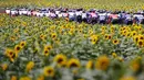 Sejumlah pembalap sedang melaju diantara kebun bunga matahari pada etape ke-14 balap sepeda Tour de France 2021 yang menempuh jarak 183 km, dari Carcassonne menuju Quillan, pada 10 Juli 2021. (AFP/Thomas Samson)