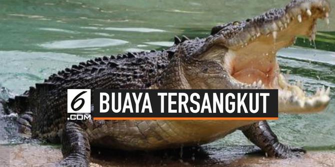 VIDEO: Buaya Raksasa Tersangkut Jaring Nelayan di Kalimantan