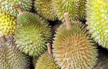 Durian Kolesterol, Mitos atau Fakta? Begini Penjelasan Lengkapnya