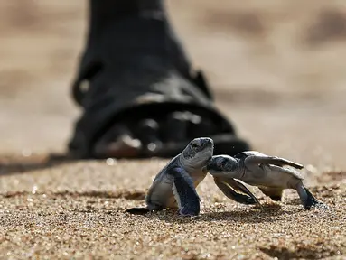 Sepasang tukik penyu hijau yang keluar dari sarangnya merayap menuju ke arah laut di sebuah pantai Pulau Manda, Kenya, 18 Juni 2019. (TONY KARUMBA/AFP)