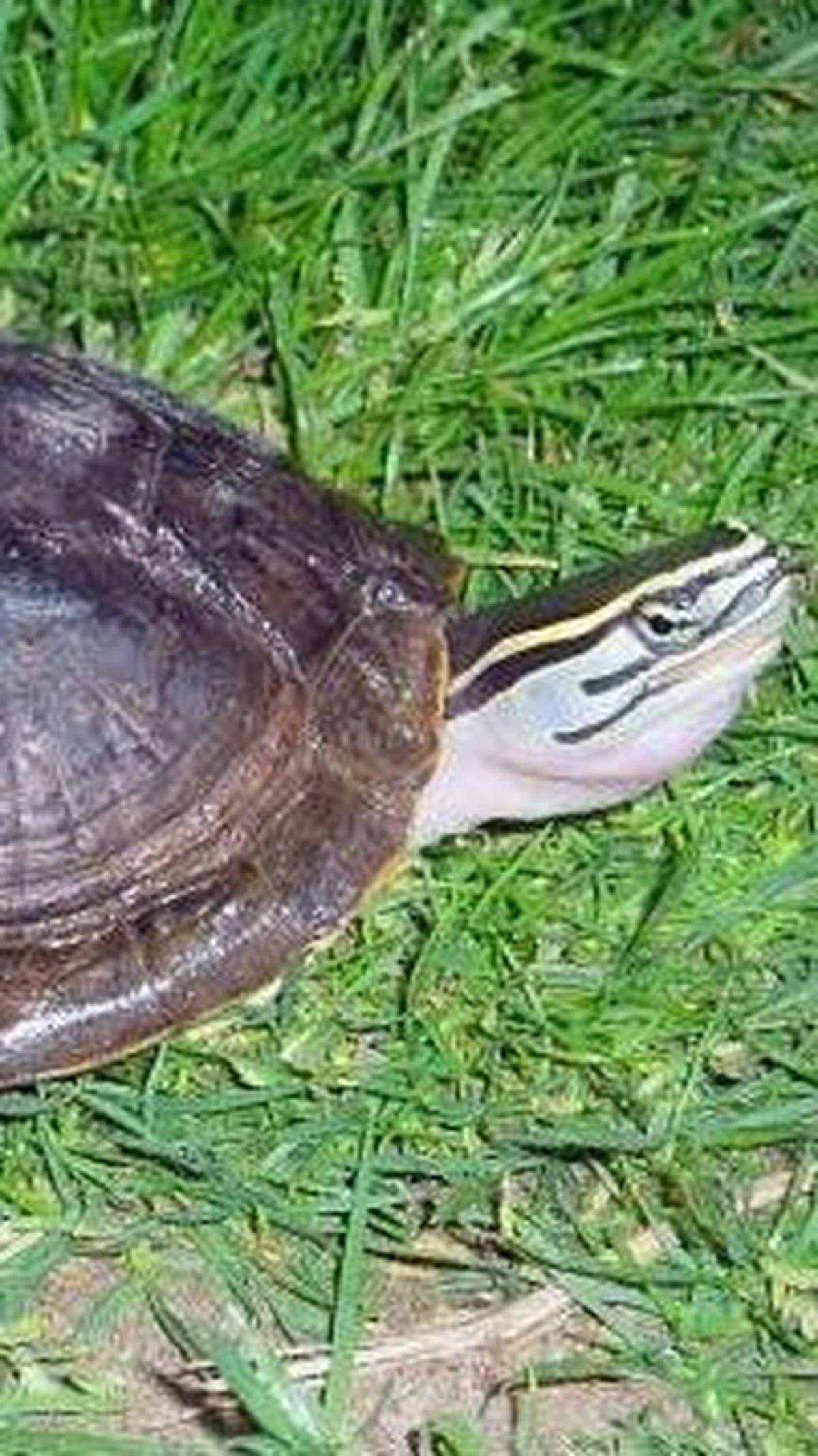 1. Kura-kura Ambon (Coura Amboinensis)