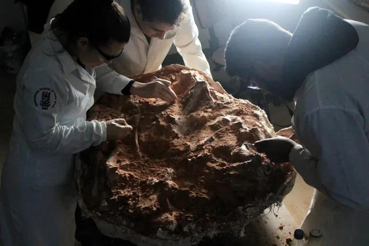Momen Langka, Ilmuwan Tak Sengaja Temukan Fosil Dinosaurus di Lahan Parkir!