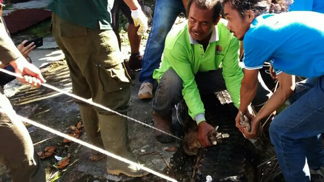 Buaya ganas