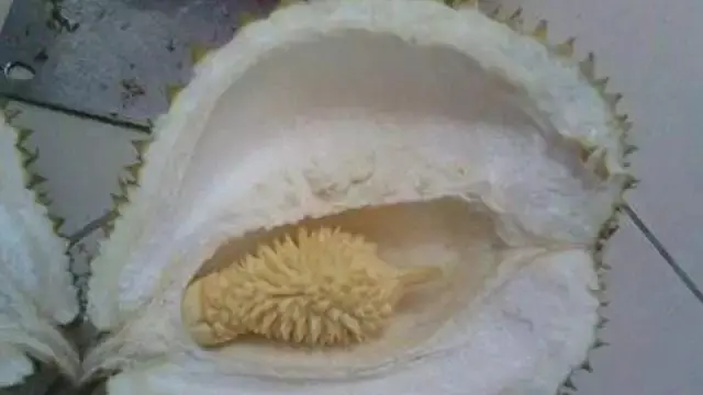 6 Potret Durian Enggak Ada Isinya Ini Apes Banget,