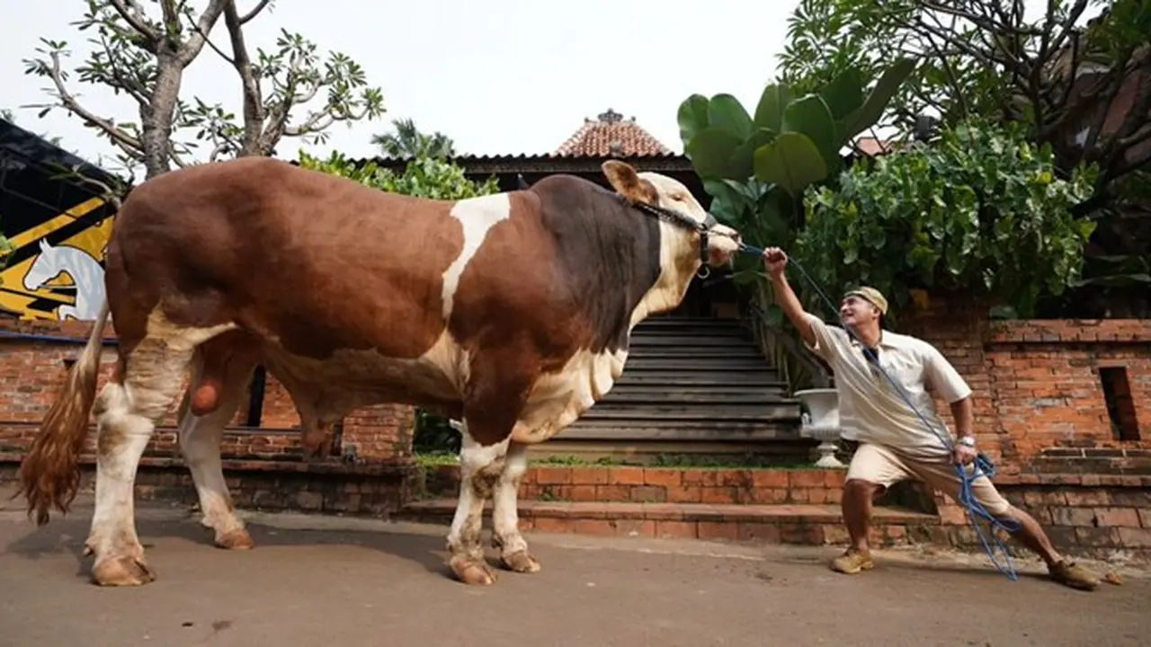 6 Potret Irfan Hakim dengan 4 Sapi Jumbo, Siap untuk Idul Adha